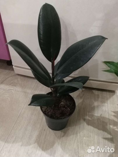 Комнатные растения