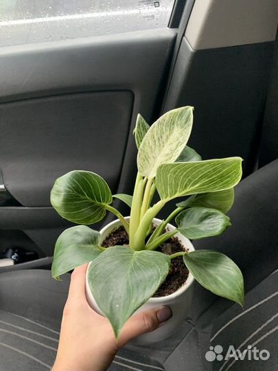 Филодендрон