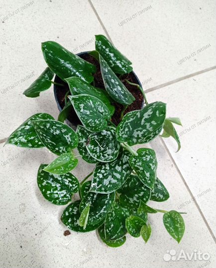 Сциндапсус Пиктус (Сциндапсус расписной)