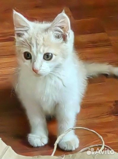 Отдам кота в добрые руки