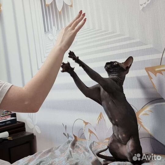 Канадский сфинкс Вязка