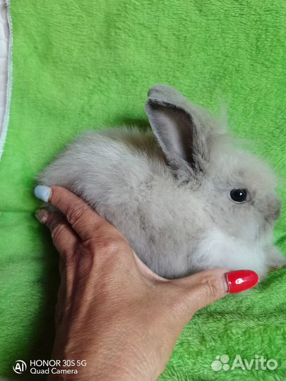 Карликовые кролики