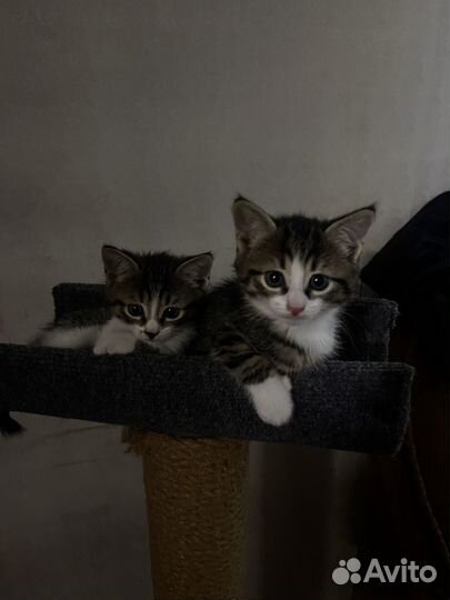 Котята