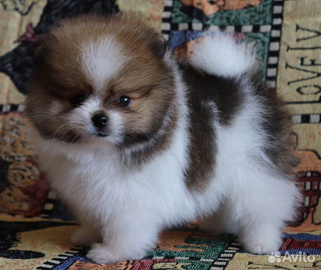 Щенки шпица