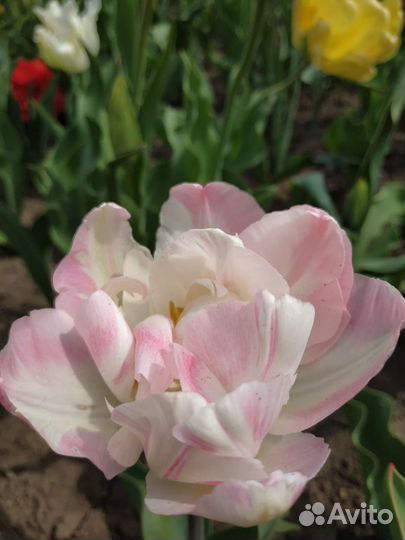 Луковицы сортовых тюльпанов