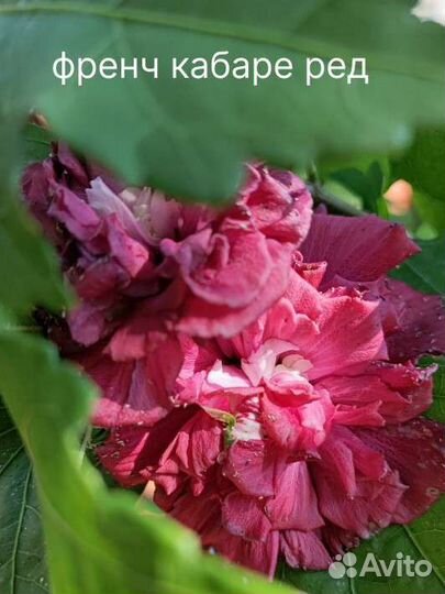 Сортовые гибискусы