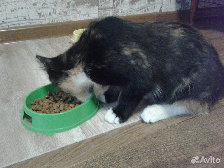 Шикарный яркий котенок (девочка)