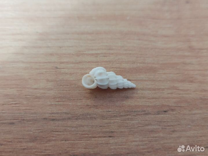 Морская раковина