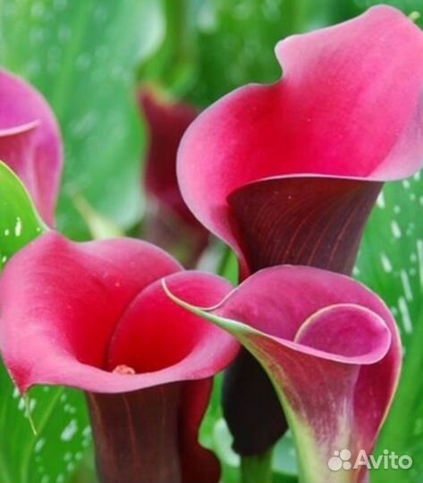 Луковицы каллы