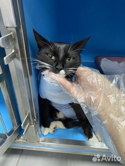 Звездочка. Время только понедельник