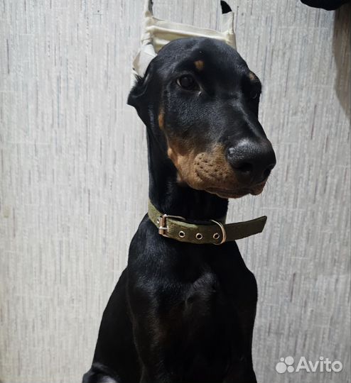 Щенок добермана