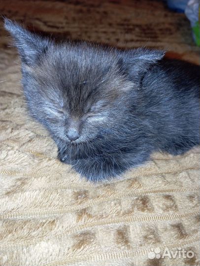 Котенок в добрые руки
