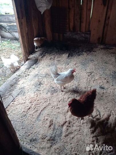 Инкубационное яйцо цветное