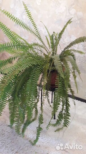 Папоротник большой комнатный