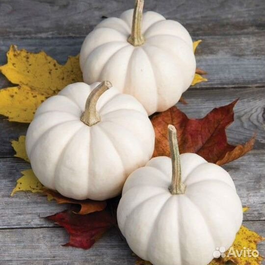 Тыква декоративная