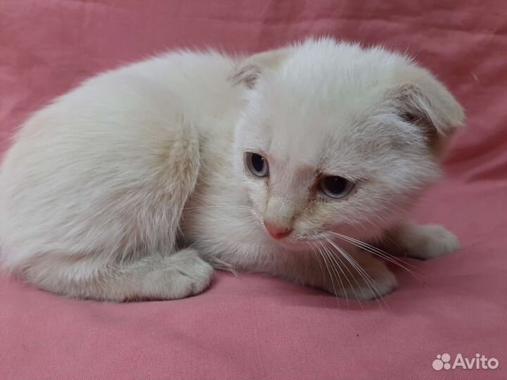 Котята в добрые руки. Бесплатно