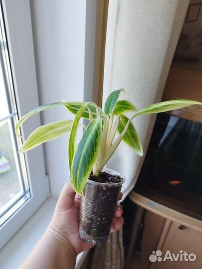 Аглаонема липстик грин