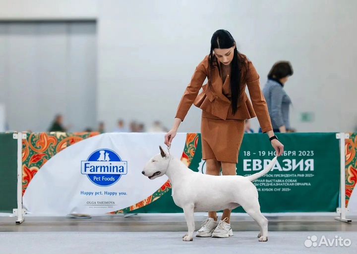 Бультерьер Стандартный Вязка