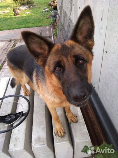 Ветеринарная помощь на дому