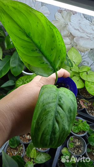 Эпипремнумы и монстерки