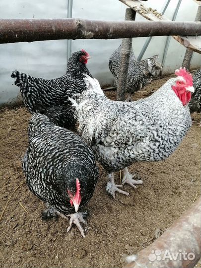 Инкубационное яйцо породной птицы