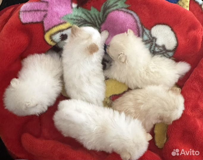Щенки померанского шпица