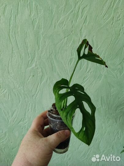 Разные виды монстер