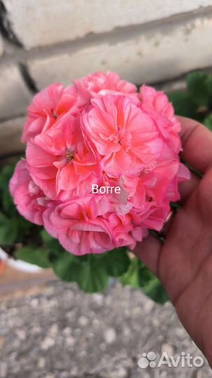 Пеларгония герань