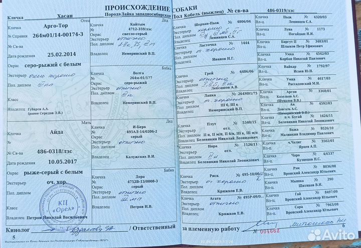 Вязка западносибирская лайка кобель