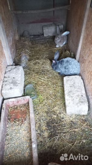 Продам кроликов