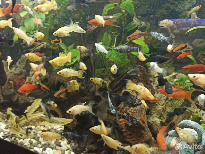 Аквариумные рыбки