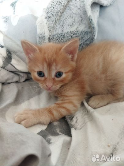 Кошки в добрые руки бесплатно