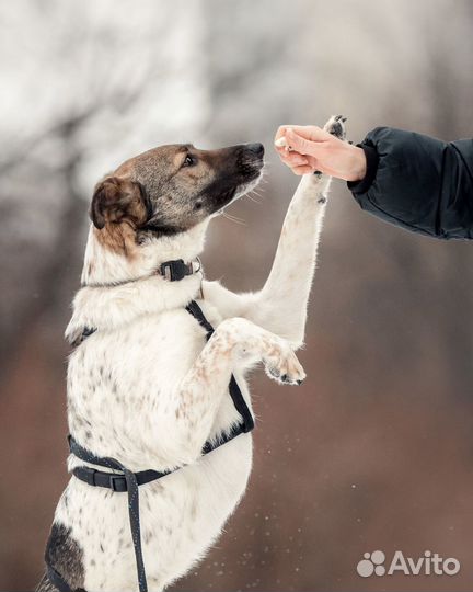 Собака из приюта в добрые руки