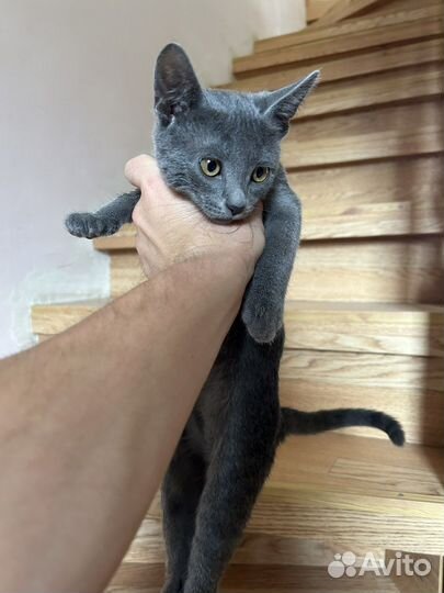 Котята русская голубая