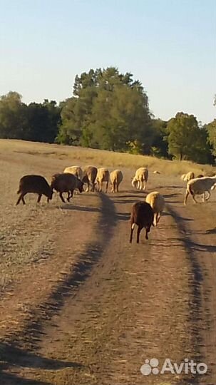 Овцы бараны