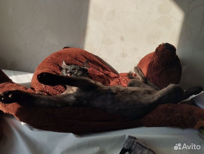 Отдам кота в добрые руки