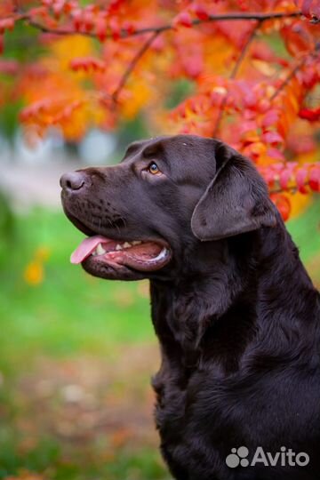 Вязка лабрадор