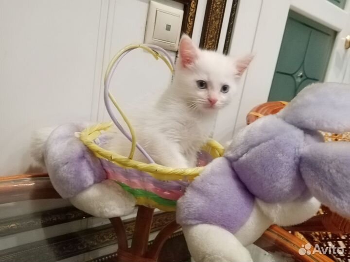 Котенок белый