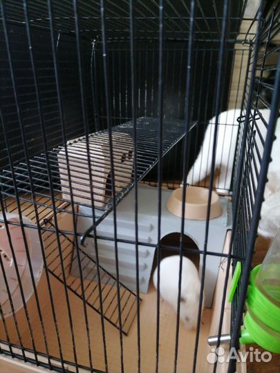 Сирийский хомяк бесплатно