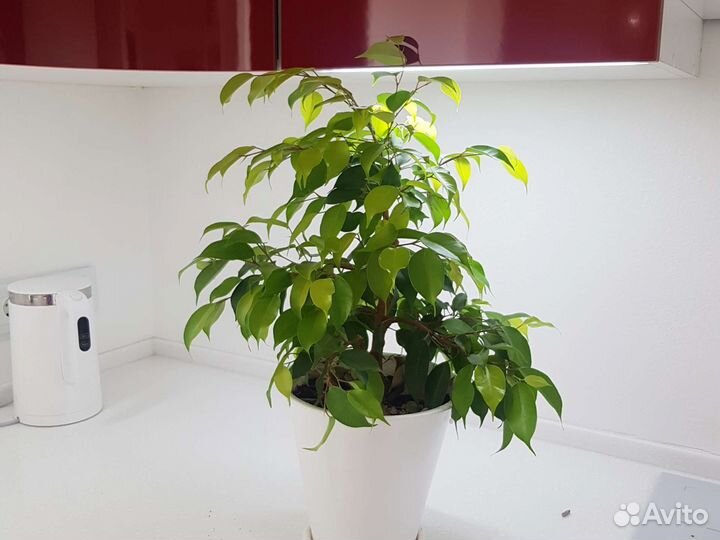 Фикус бенджамина