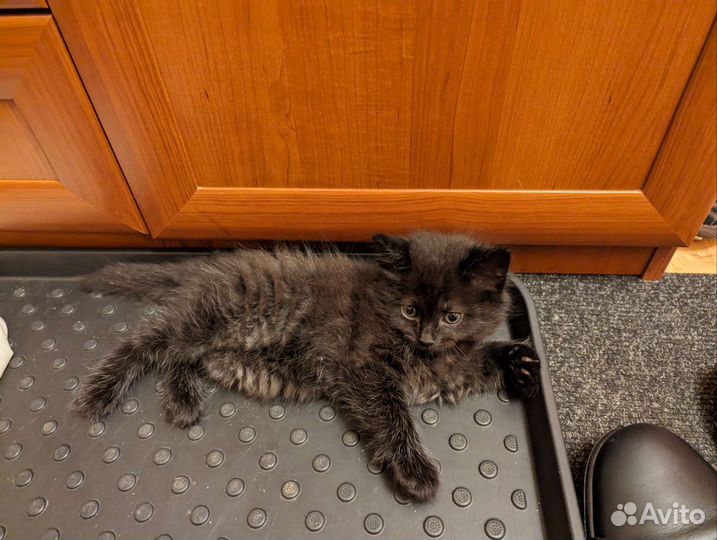 Отдам котят в хорошие руки