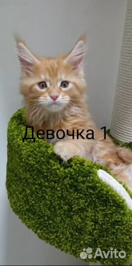 Котята мейн-кун полидакт