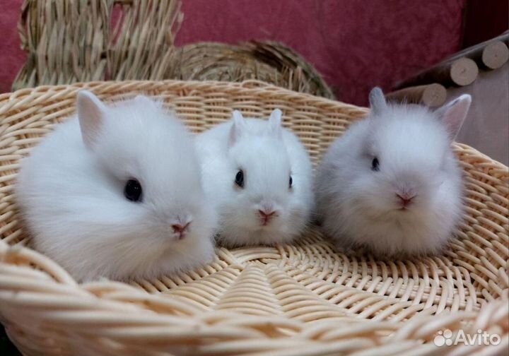 Декоративные кролики