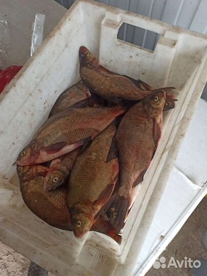 Свежая рыба