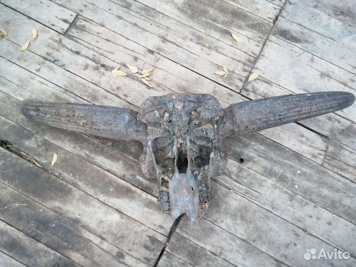 Череп ископаемого бизона. Древний бизон. Череп