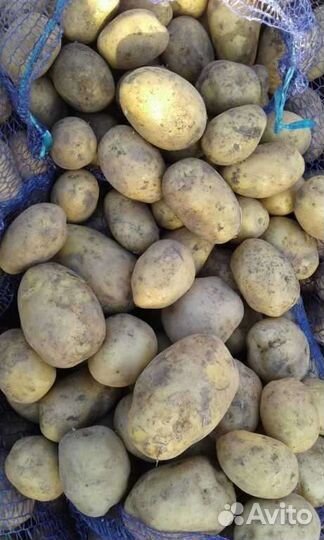 Продам картофель