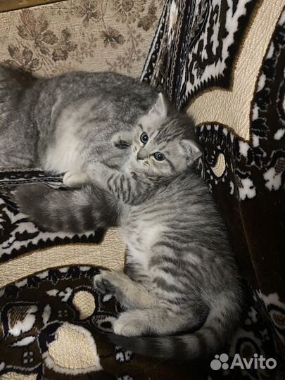 Котенок мальчик