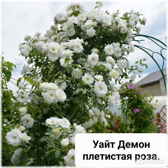 Кустовые розы саженцы оптом