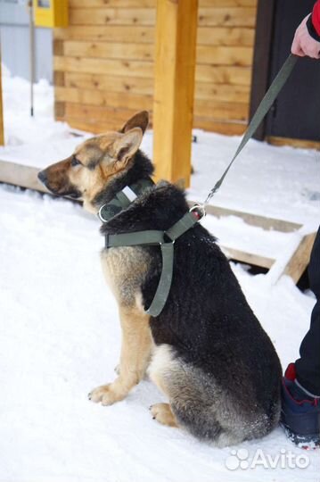 Амуниция для собак