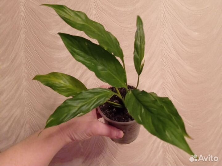 Спатифиллум индонезийский гибрид Дели